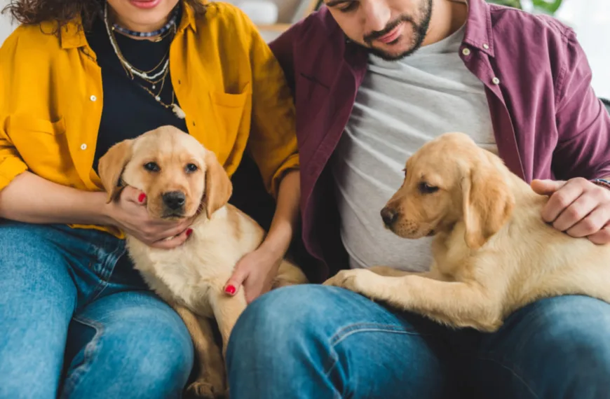Custodia compartida de mascotas: ¿Qué implica la nueva ley en Brasil?