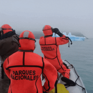 Puma Tingo María: La Sorprendente Rescate de un Animal Silvestre