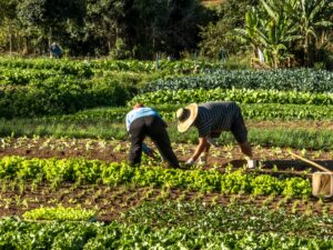 Impacto de El Niño: ¿Cómo los agricultores pueden adaptarse?