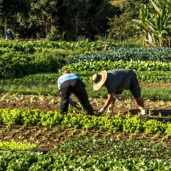 Impacto de El Niño: ¿Cómo los agricultores pueden adaptarse?