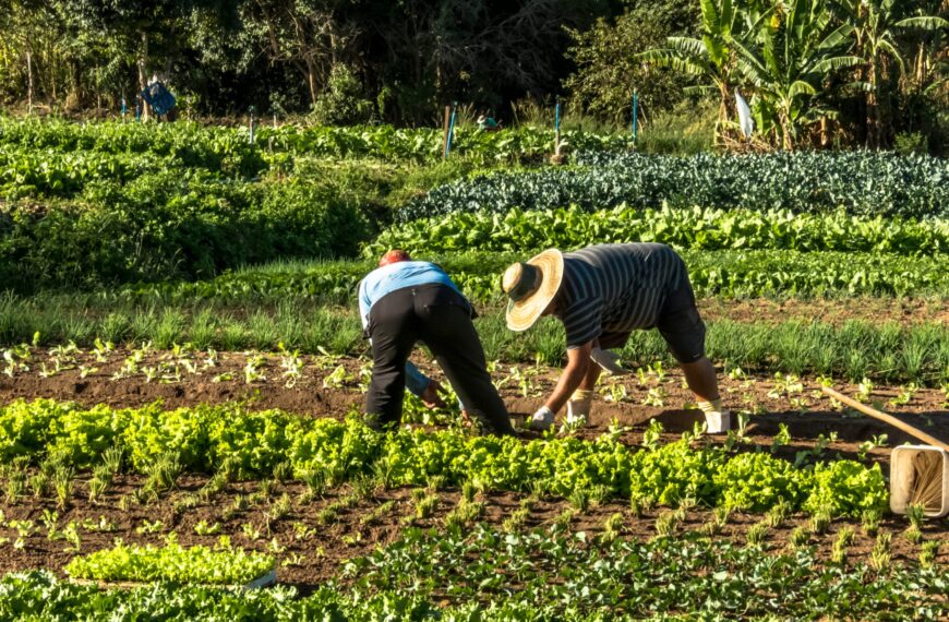 Impacto de El Niño: ¿Cómo los agricultores pueden adaptarse?