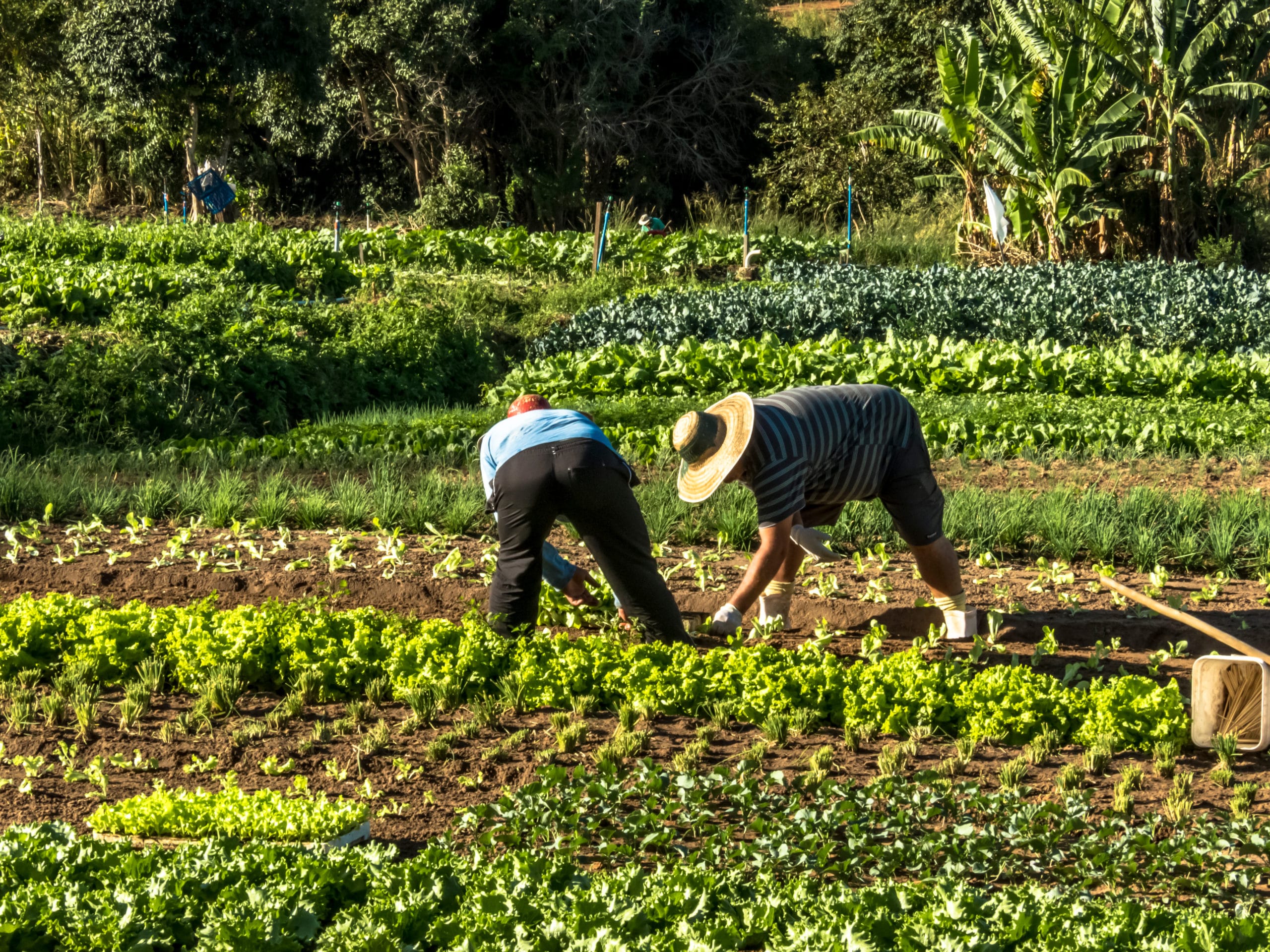 Impacto de El Niño: ¿Cómo los agricultores pueden adaptarse?