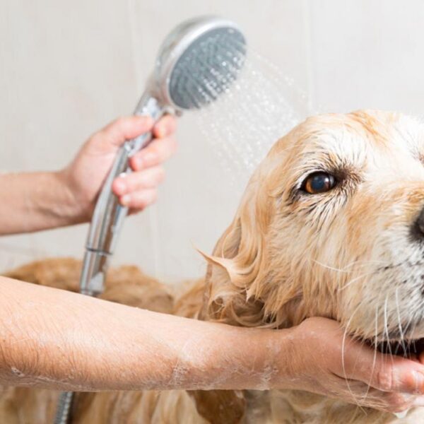 Lamidos de perros: ¿Son un riesgo para tu salud? Descúbrelo aquí