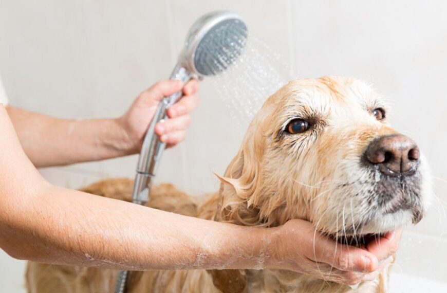 Lamidos de perros: ¿Son un riesgo para tu salud? Descúbrelo aquí