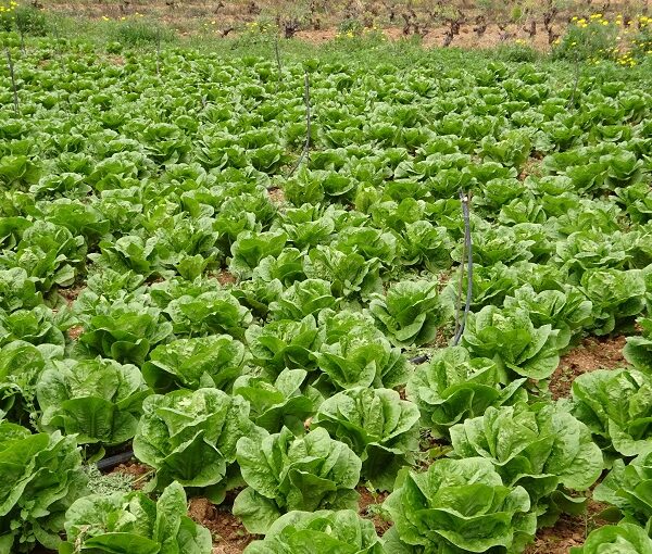 Lechuga del Futuro: Innovaciones y Retos para el Cultivo