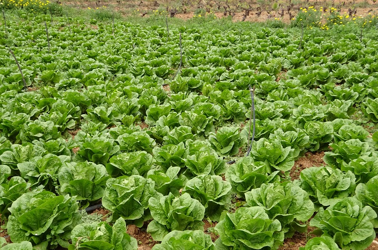 Lechuga del Futuro: Innovaciones y Retos para el Cultivo