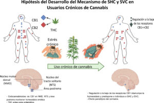 Scromiting: ¿Por qué aumenta el síndrome de hiperemesis cannabinoide?