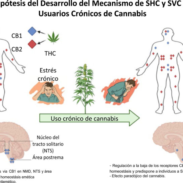 Scromiting: ¿Por qué aumenta el síndrome de hiperemesis cannabinoide?