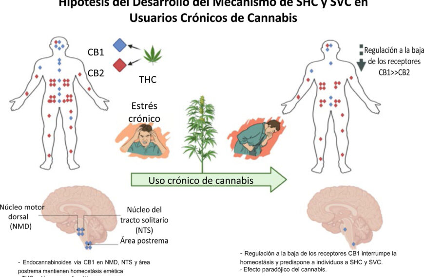 Scromiting: ¿Por qué aumenta el síndrome de hiperemesis cannabinoide?