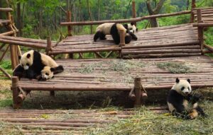 Diplomacia de Pandas: ¿Está perdiendo su encanto las relaciones internacionales?