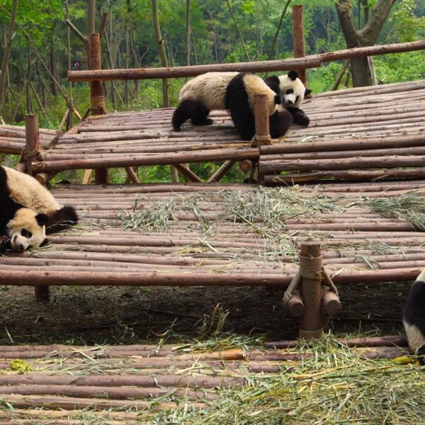 Diplomacia de Pandas: ¿Está perdiendo su encanto las relaciones internacionales?