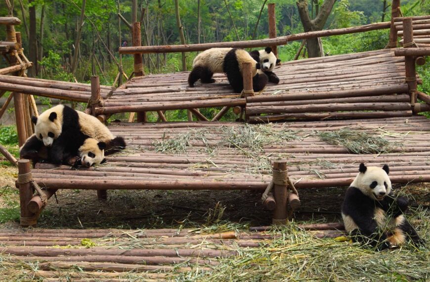 Diplomacia de Pandas: ¿Está perdiendo su encanto las relaciones internacionales?