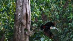 Deforestación en la Amazonía: ¿Es posible el cambio histórico en Brasil?